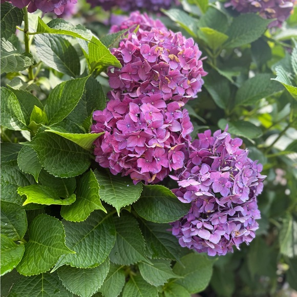 Meet your Posher, Kristi - Picture 1 of 1